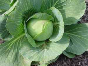 cabbage pic